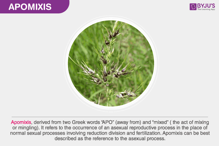 Apomixis