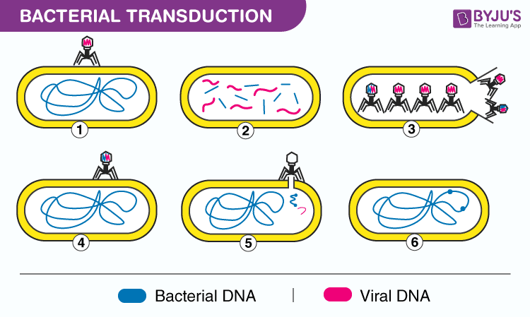 Conjugation Bacteria