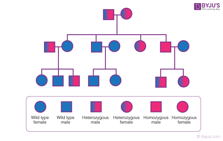 biology pedigree with traits for pictures and projects