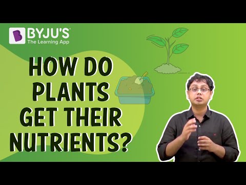 case study on nutrition in plants class 7