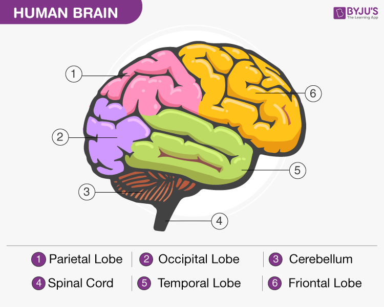 Human Brain Structure, Diagram, Parts Of Human Brain