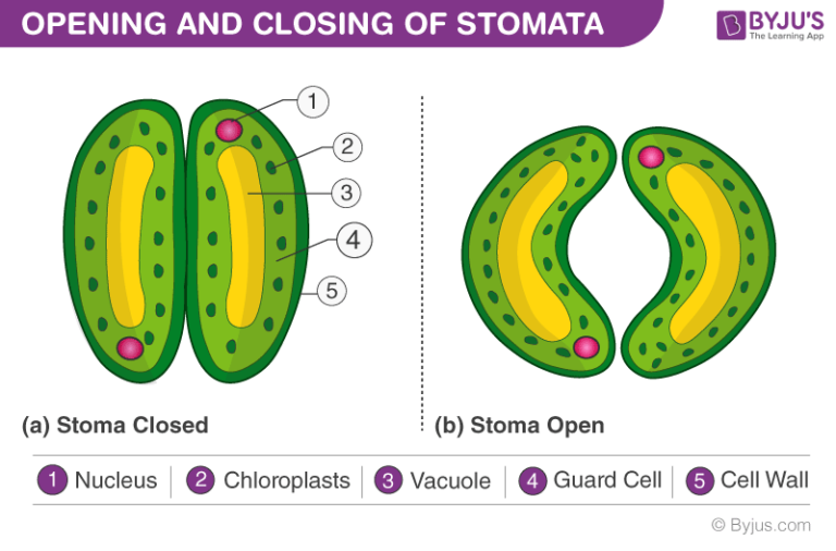 Stomata Structure, Functions, Types &amp; Mechanism of Stomata