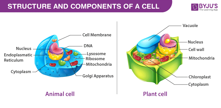 Cell Organization - Levels Of Cellular Organization | BYJU'S