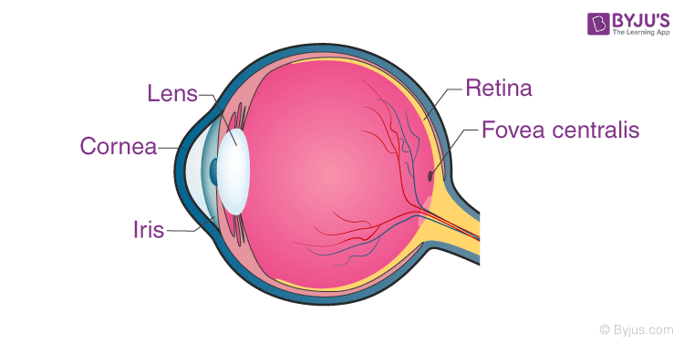 Uses of Convex Lens and Types - Magnifying Glass, Microscope