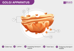 Golgi Apparatus and its Functions in Animal cell and Plant cell
