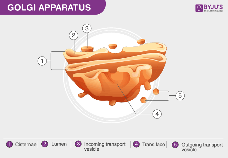 labelled diagram of golgi apparatus