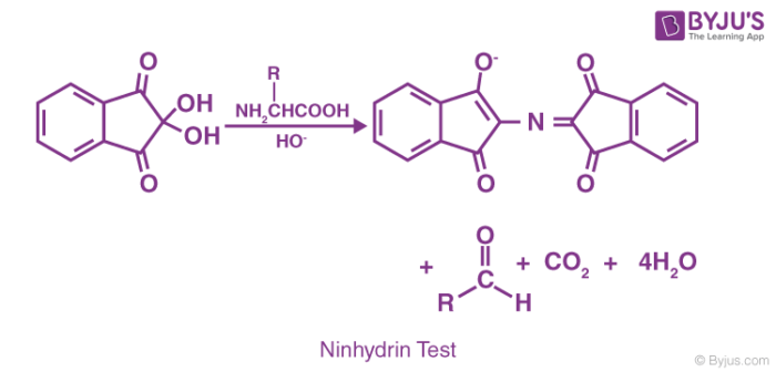 Ninhydrin Test 1