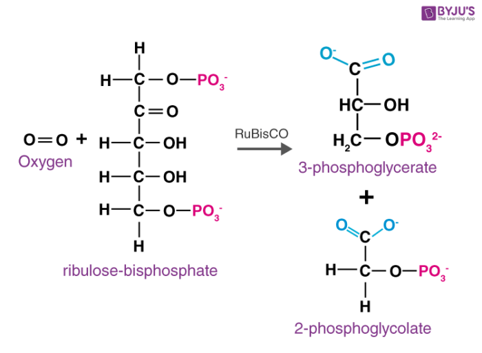 Photorespiration - Process and Significance Of Photorespiration