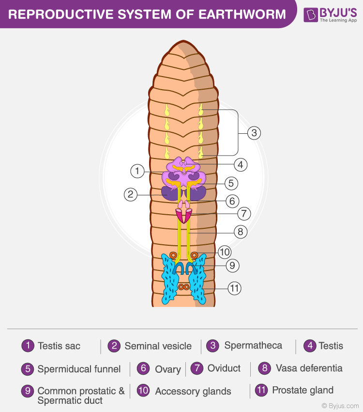 Earthworm - Morphology, Diagram and Anatomy of Earthworm