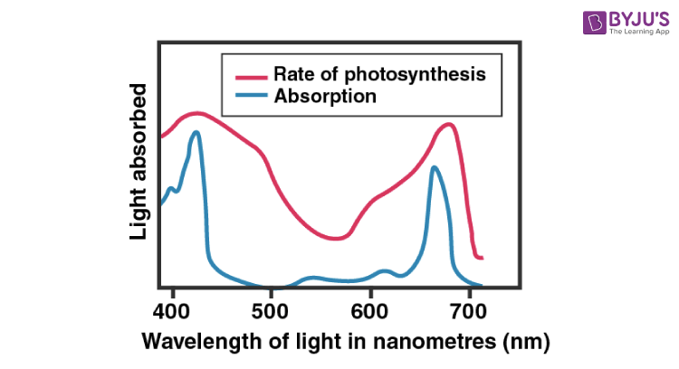 Wavelengths of light and photosynthetic pigments (article)