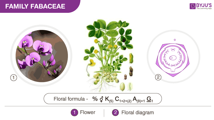 Floral formula and floral diagram of Fabaceae family