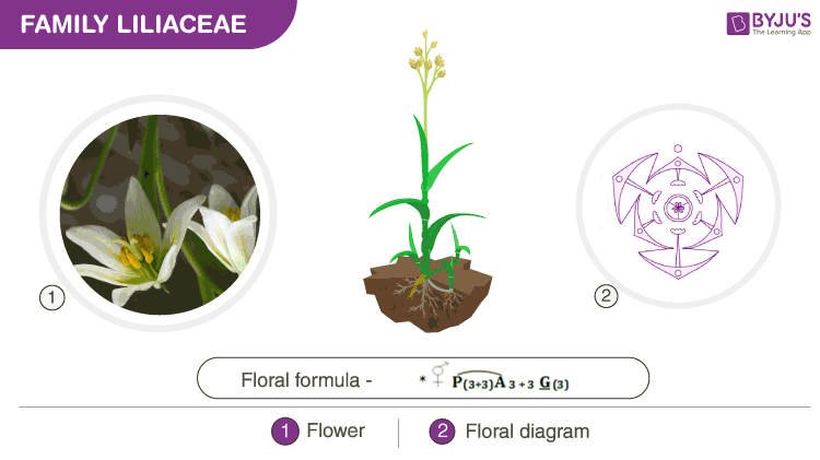 Floral formula and floral diagram of Liliaceae family