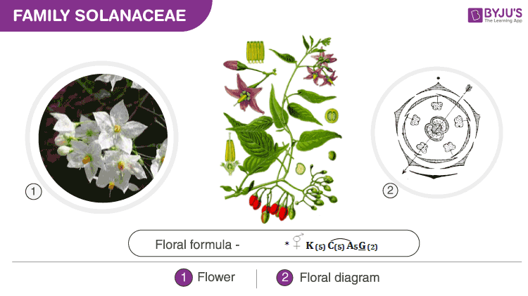 Floral formula and floral diagram of Solanaceae family