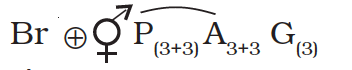 Floral formula of Allium cepa (onion) of Liliaceae family