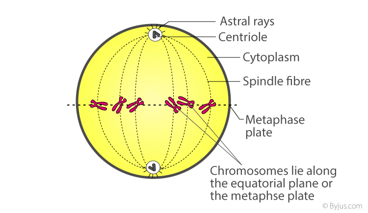 Metaphase