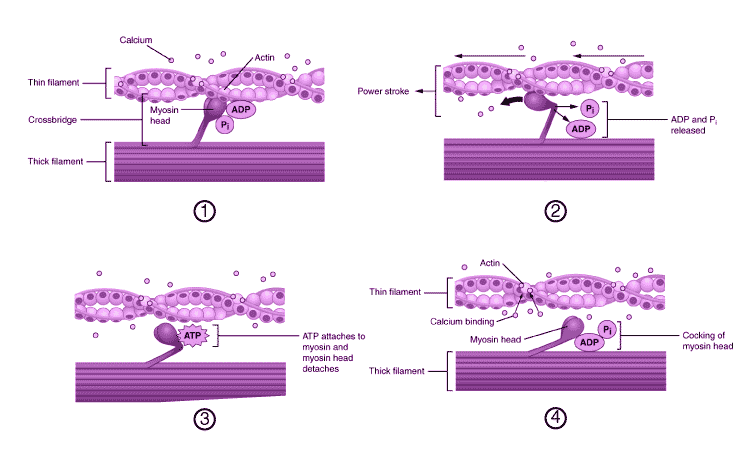 Muscle Contraction