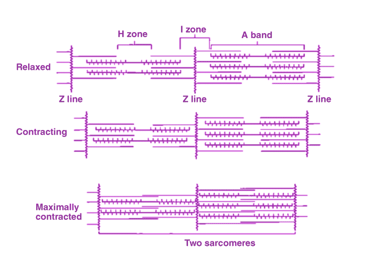 Sarcomere