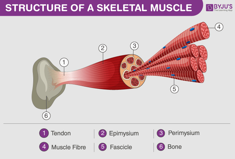 Locomotion and Movement - Important Notes for NEET Biology