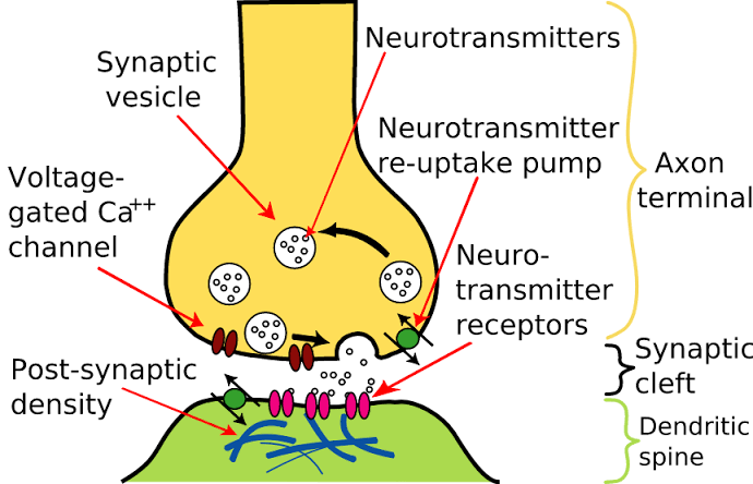 Synapse