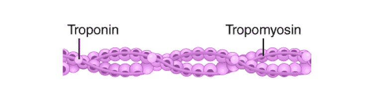 Thin Filament (Actin filament)