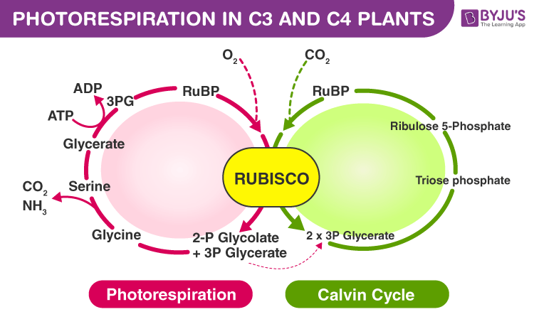 Photorespiration in C3 and C4 Plants