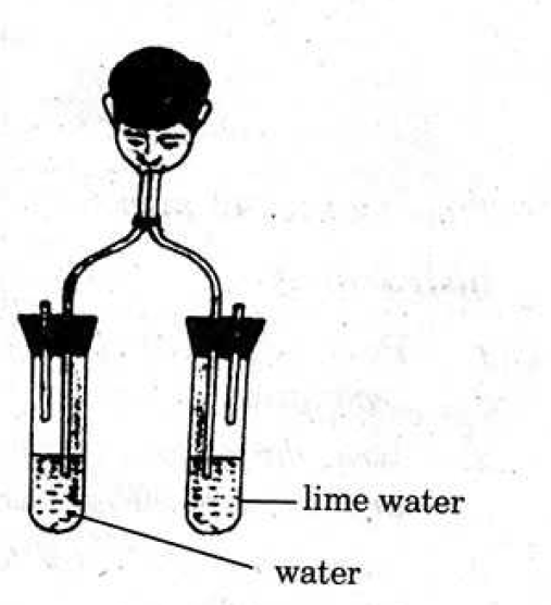 AP Board Class 10 Science Paper II 2017 Question Paper Section A Section II Question 5 