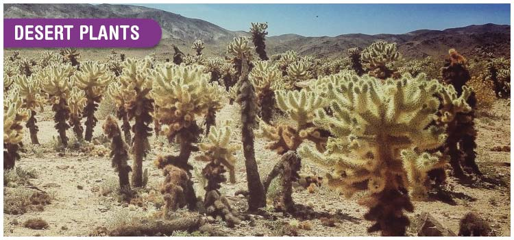 Desert plants