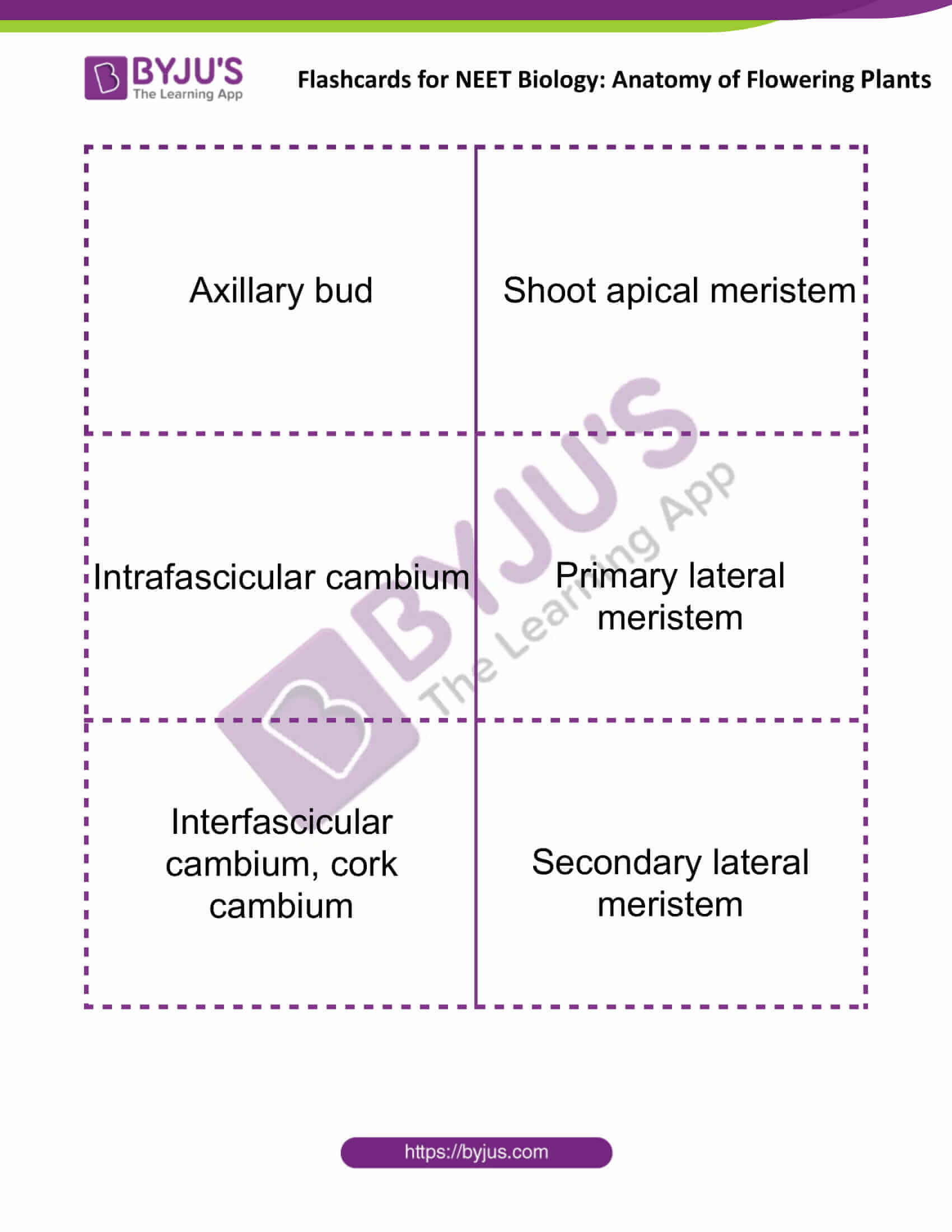 flashcards for neet biology anatomy of flowering plants 01