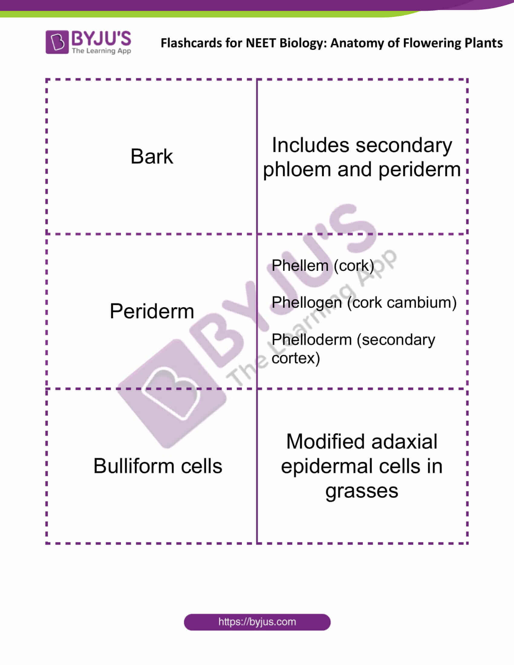 flashcards for neet biology anatomy of flowering plants 02