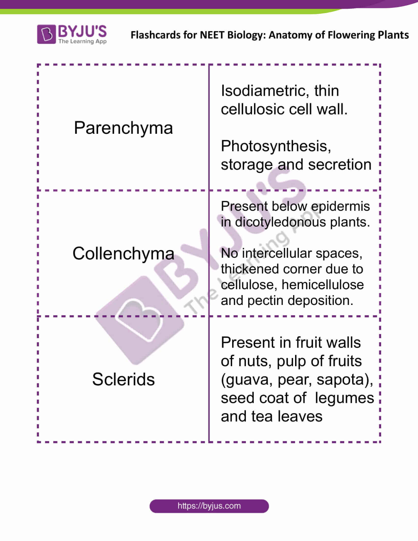 flashcards for neet biology anatomy of flowering plants 03