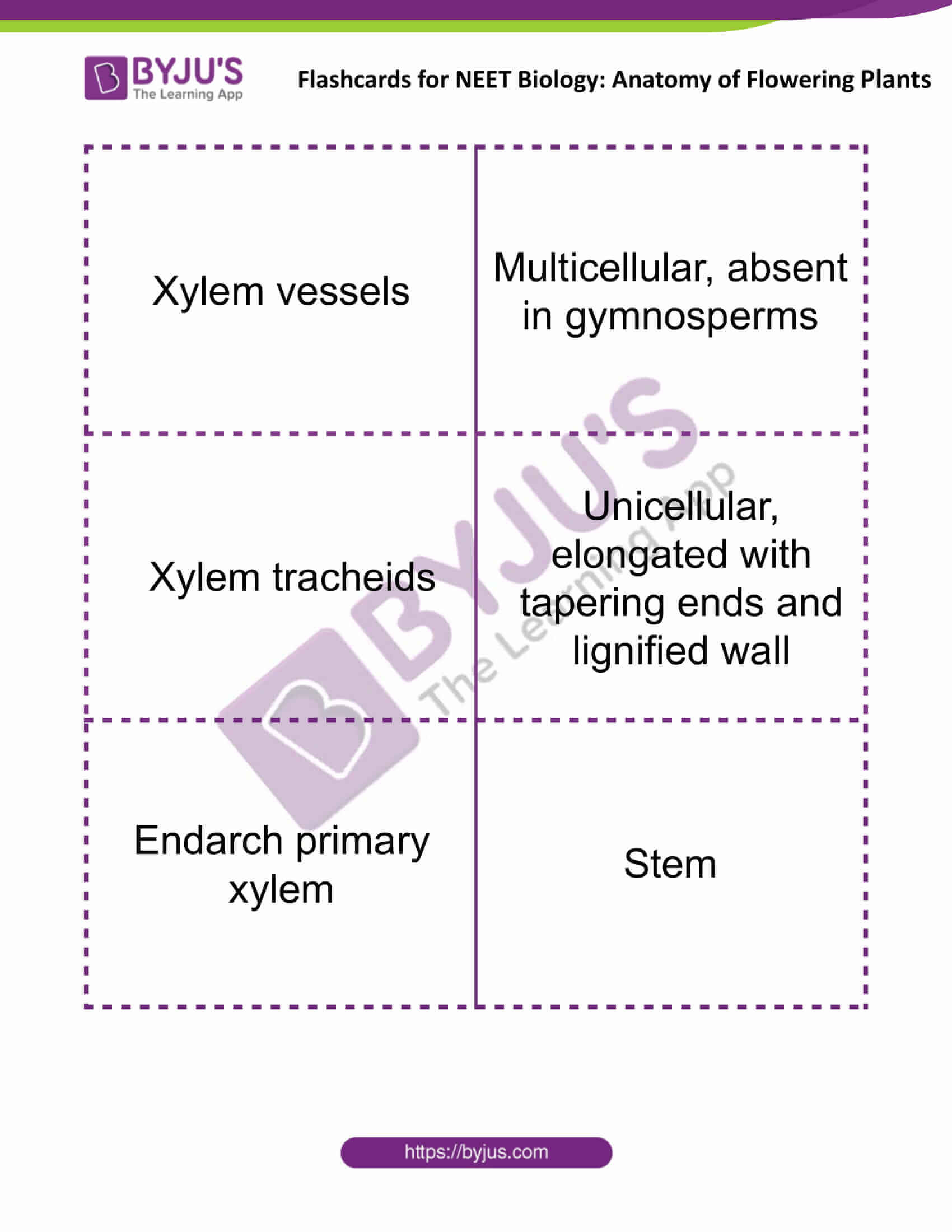 flashcards for neet biology anatomy of flowering plants 04