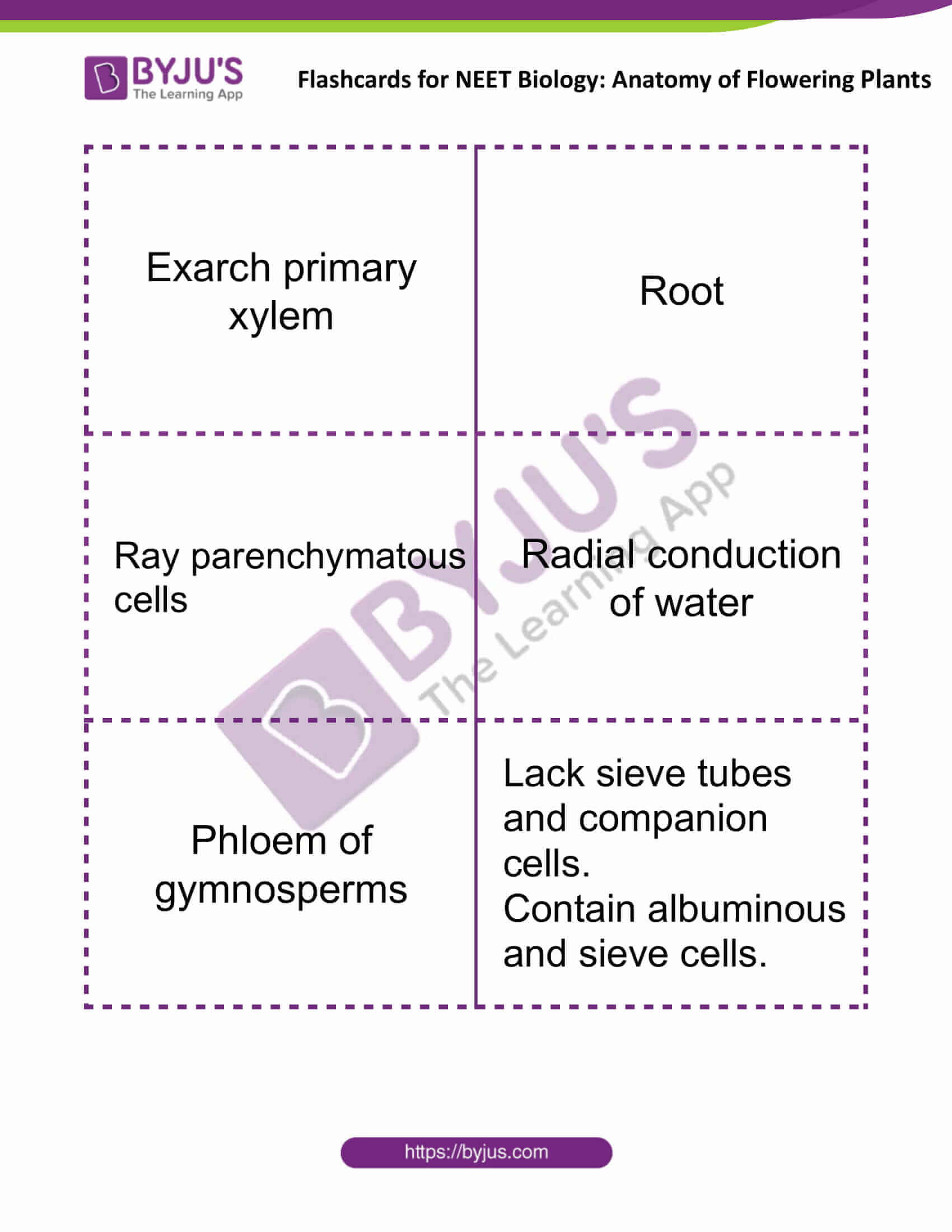 flashcards for neet biology anatomy of flowering plants 05