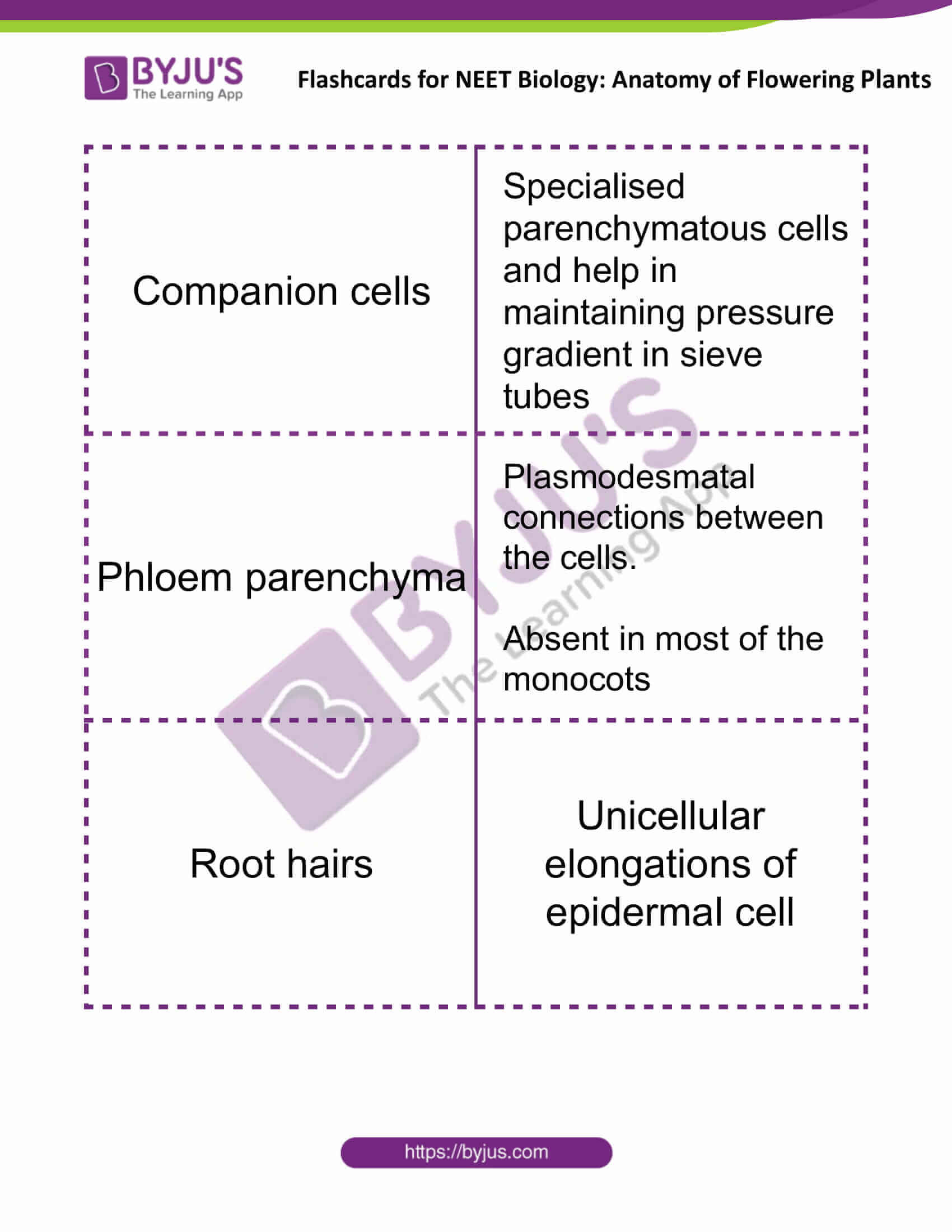 flashcards for neet biology anatomy of flowering plants 06