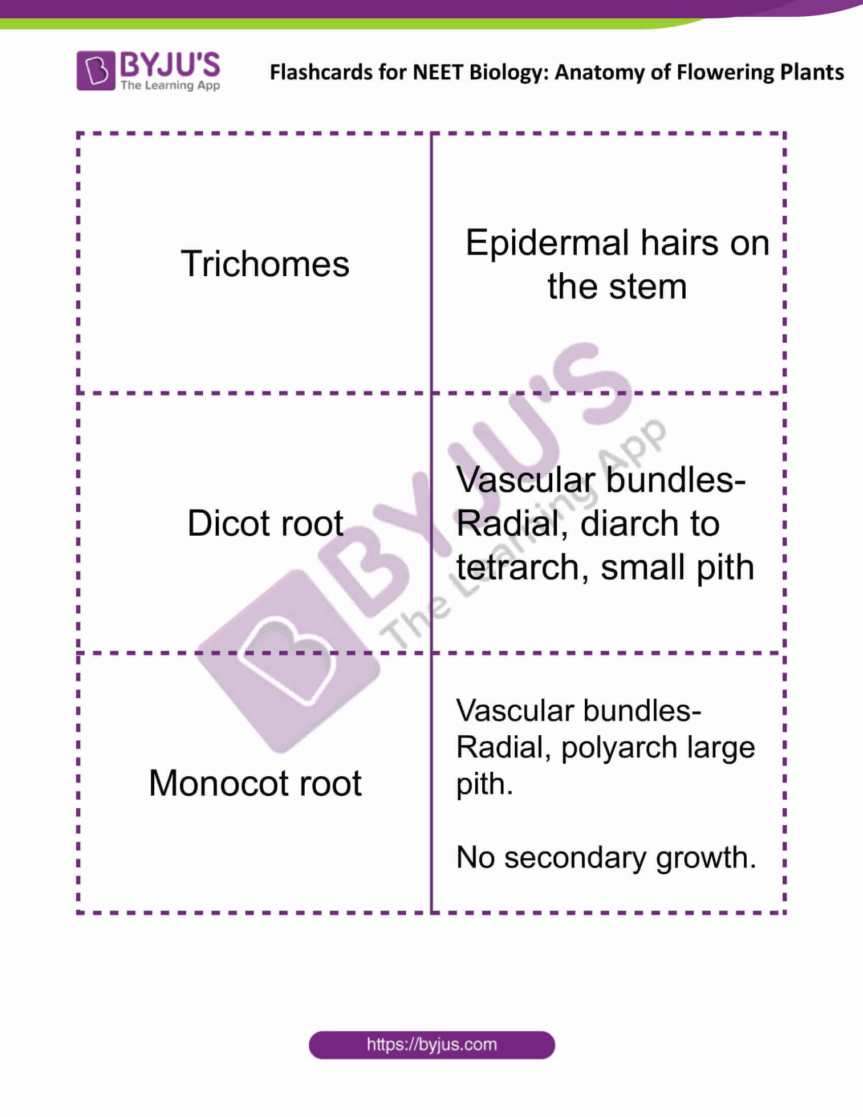 flashcards for neet biology anatomy of flowering plants 07