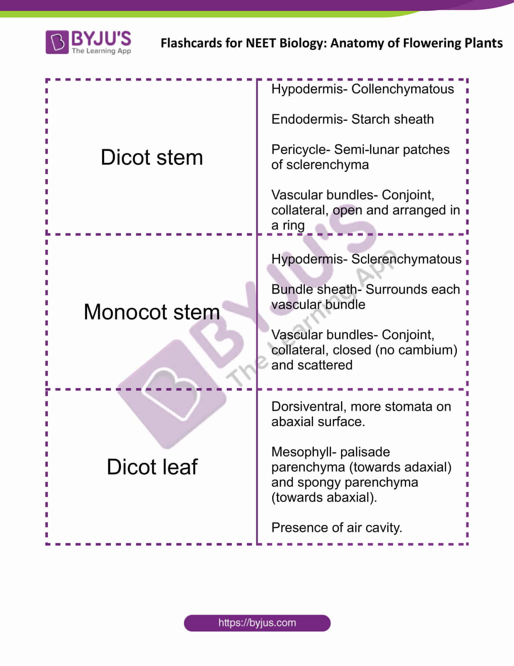 flashcards for neet biology anatomy of flowering plants 08