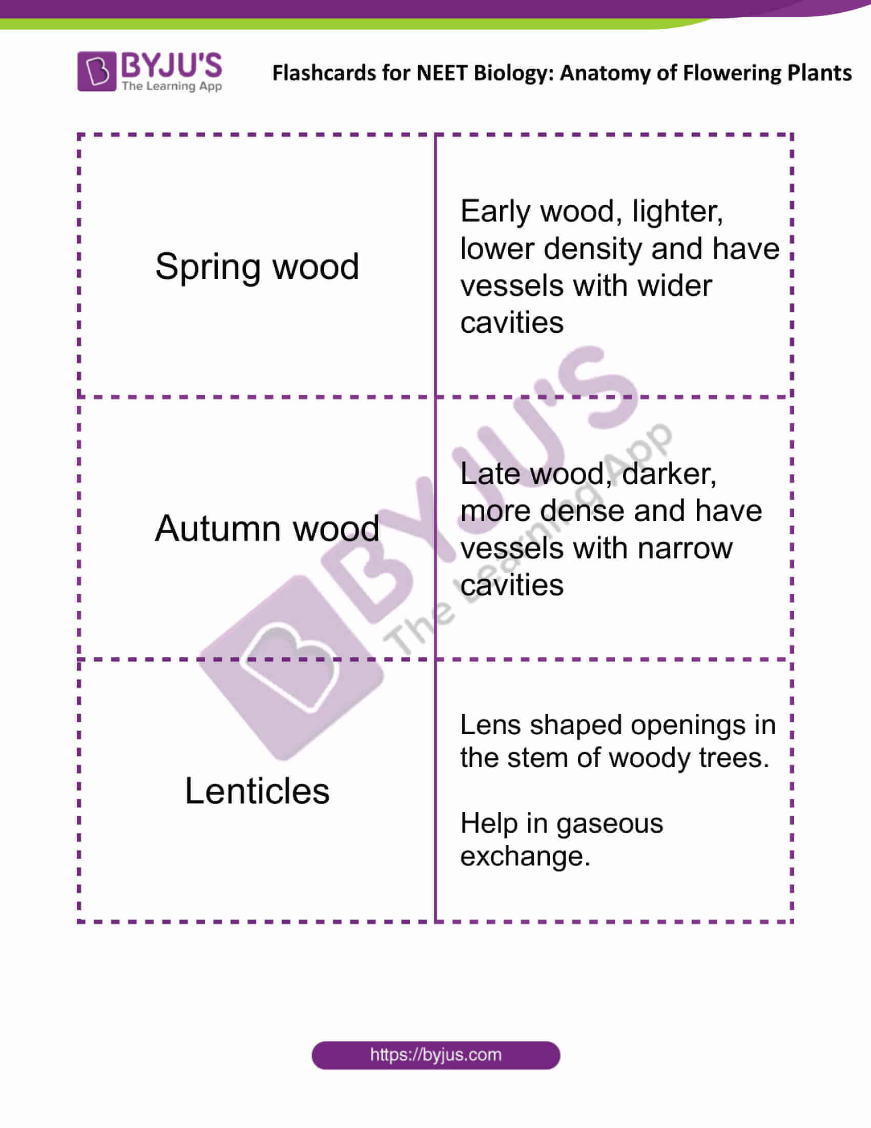 flashcards for neet biology anatomy of flowering plants 10