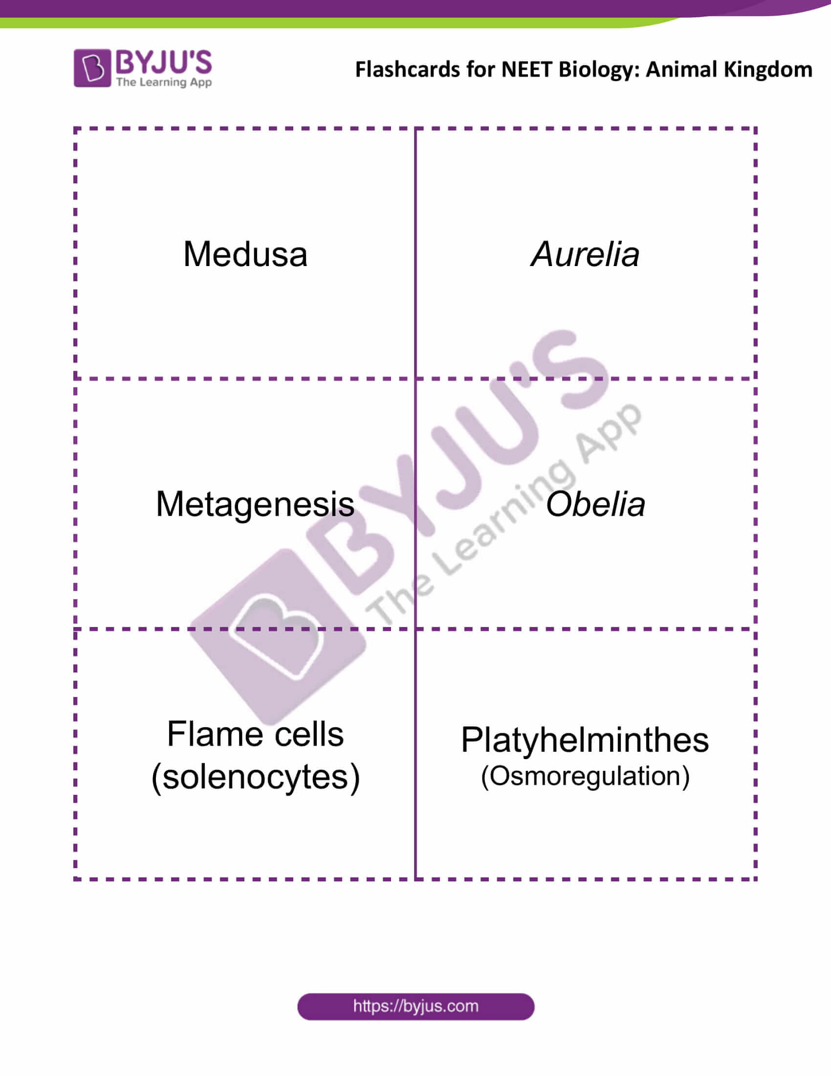 flashcards for neet biology animal kingdom 3