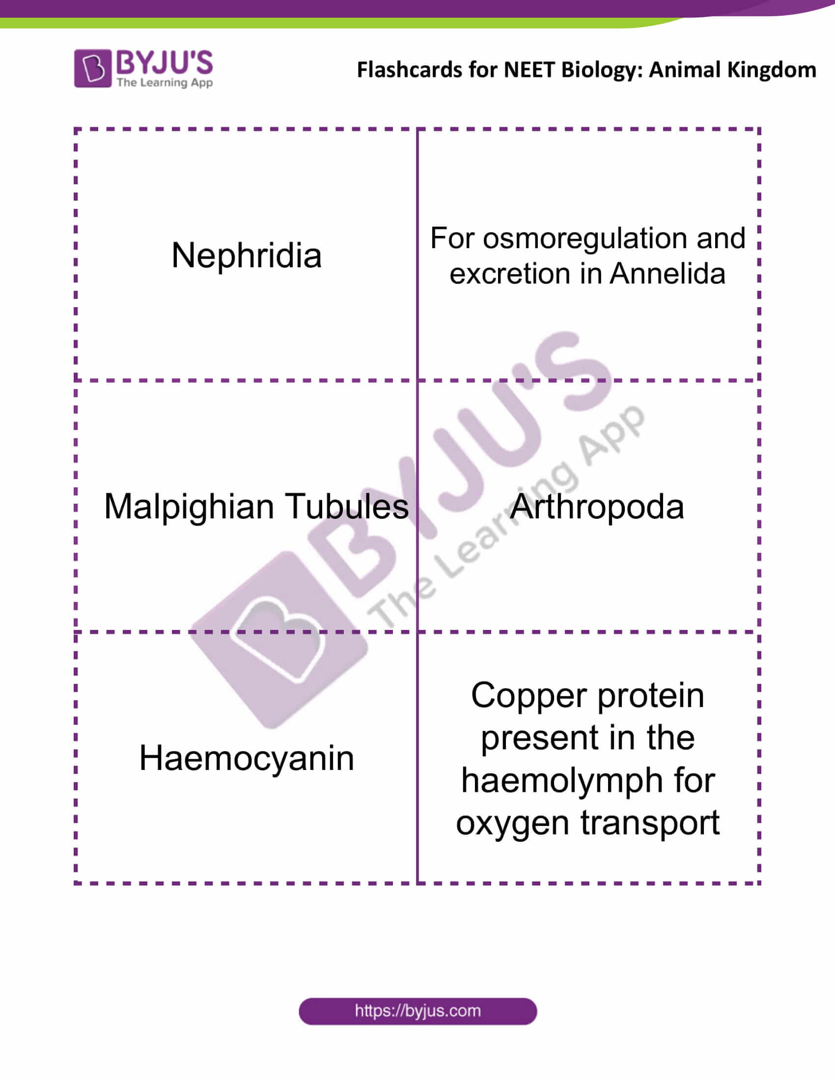 flashcards for neet biology animal kingdom 4