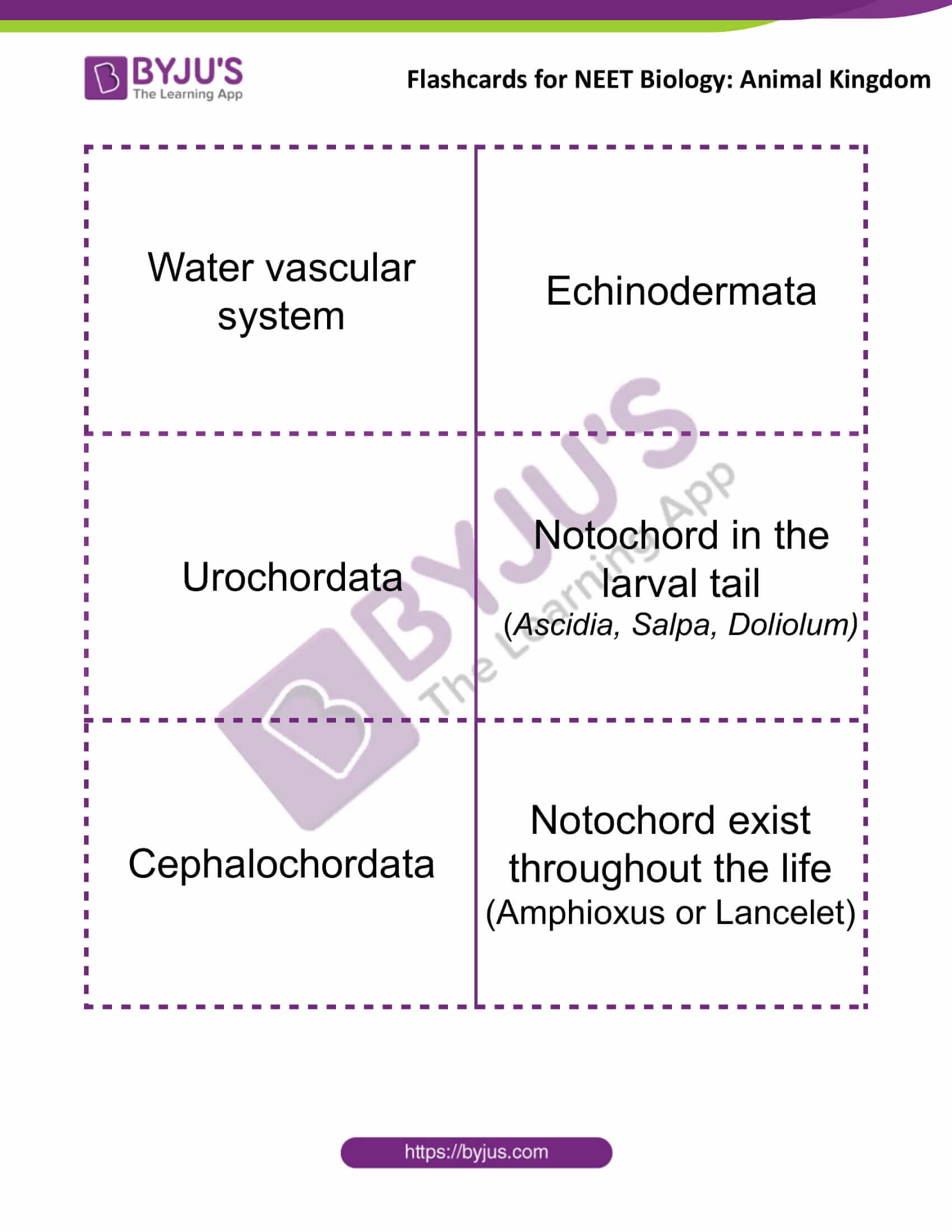 flashcards for neet biology animal kingdom 5