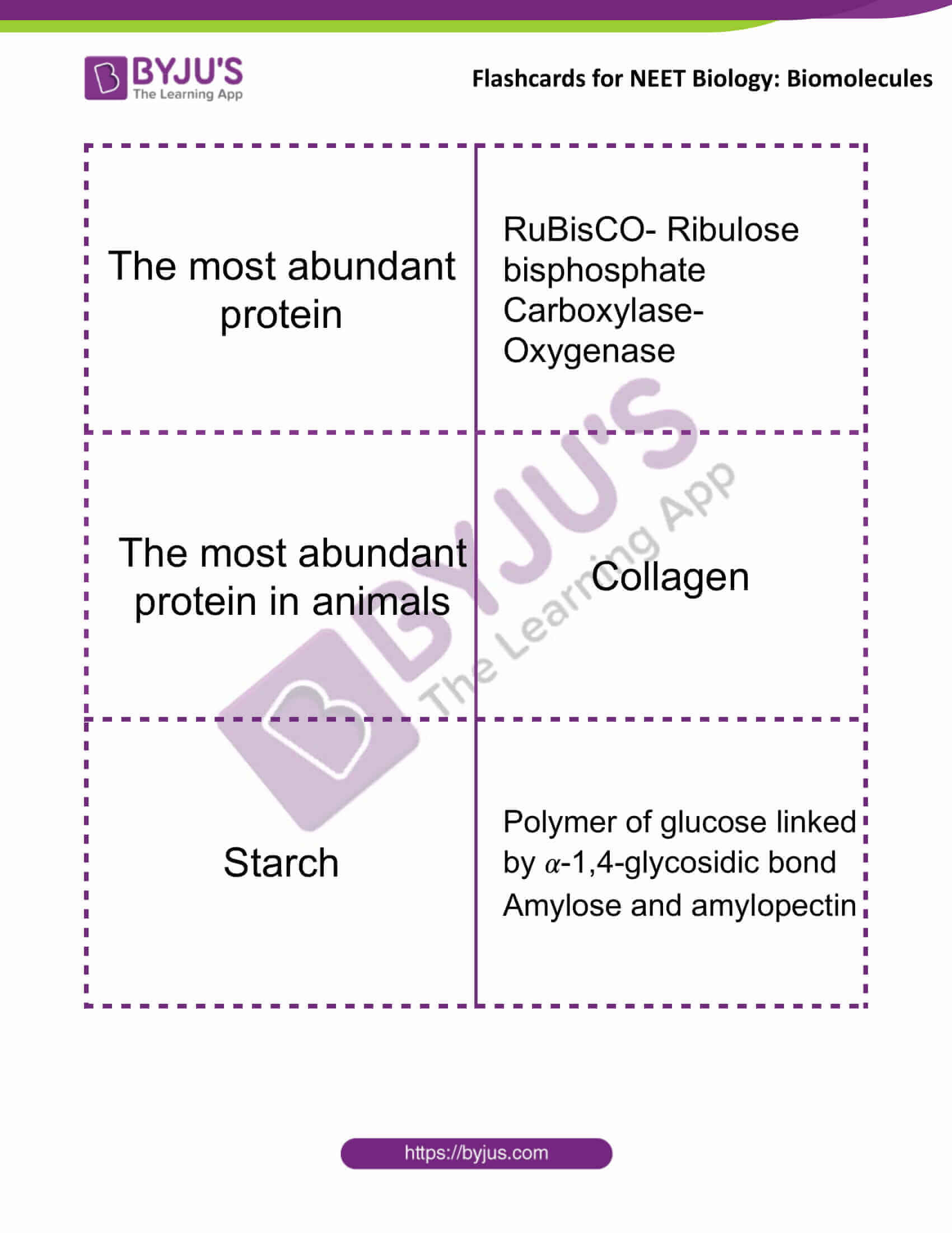 flashcards for neet biology biomolecules 4