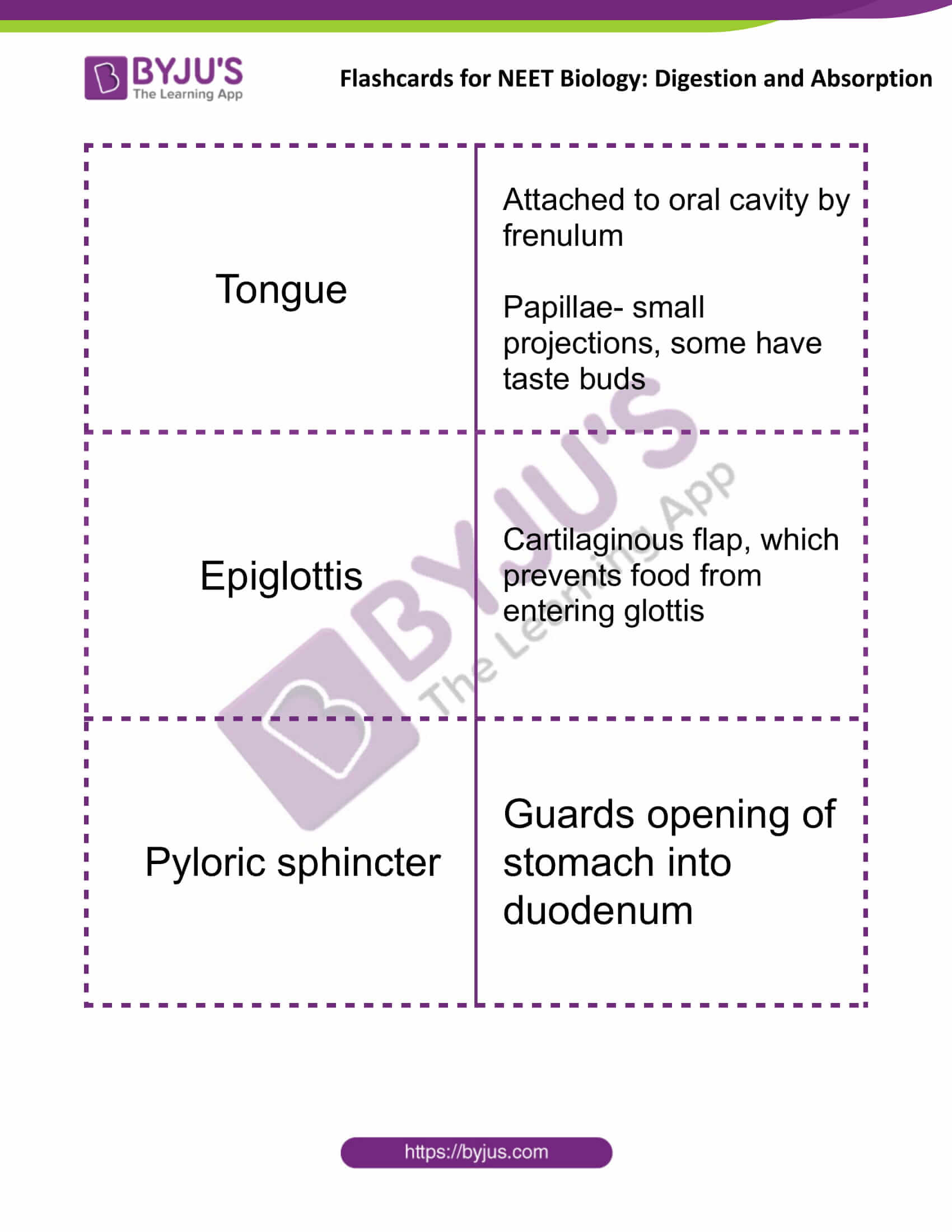 flashcards for neet biology digestion and absorption 02