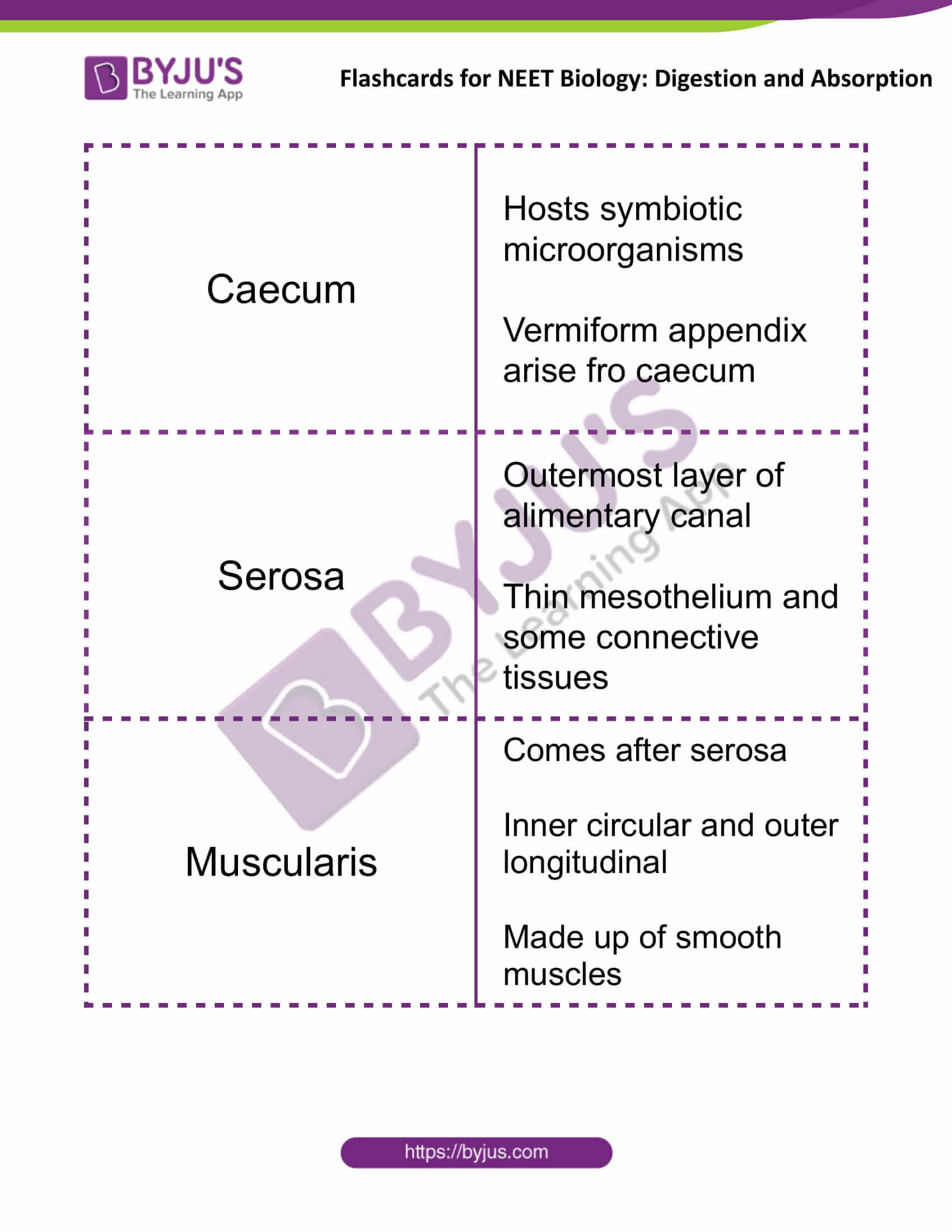 flashcards for neet biology digestion and absorption 03