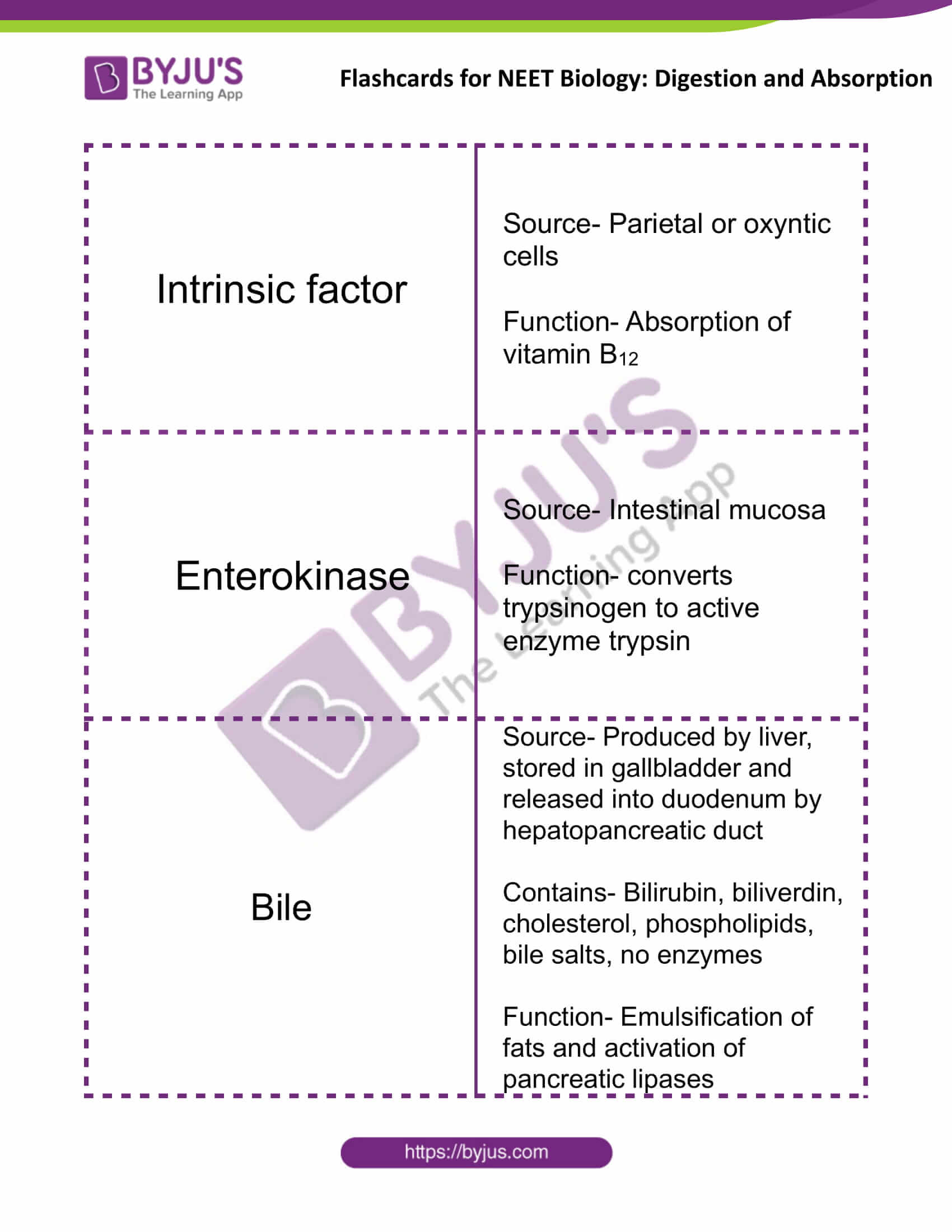 flashcards for neet biology digestion and absorption 07