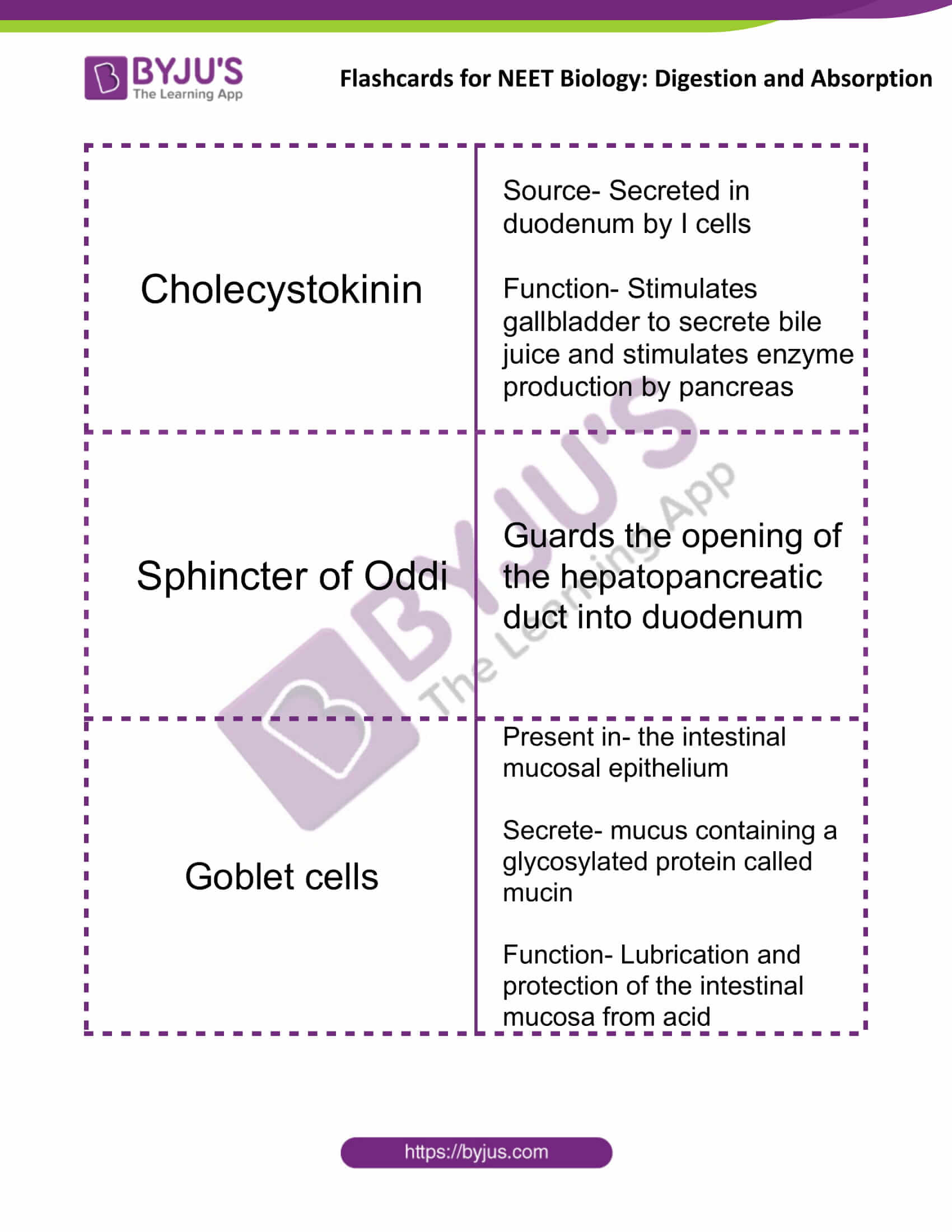 flashcards for neet biology digestion and absorption 09