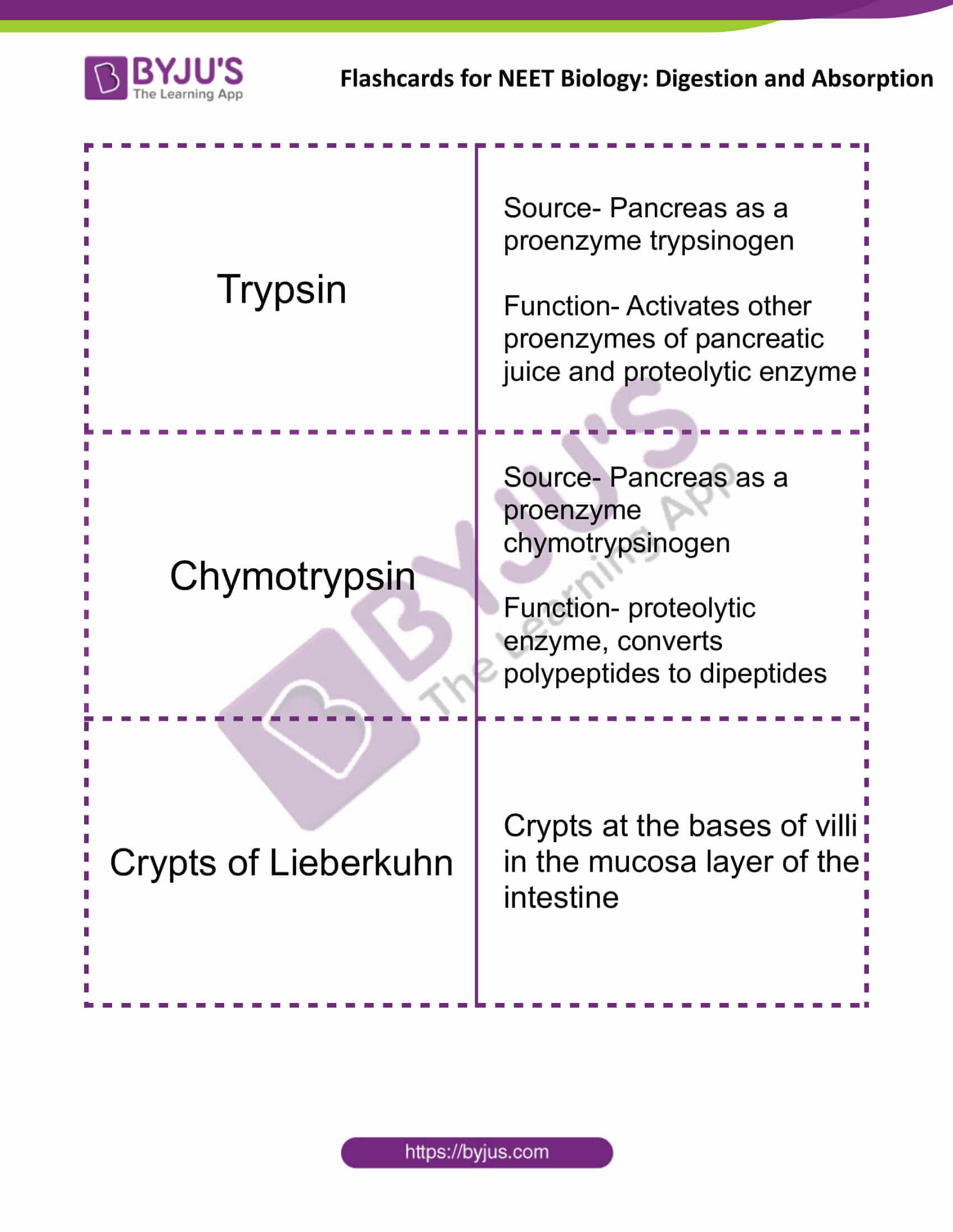 flashcards for neet biology digestion and absorption 10