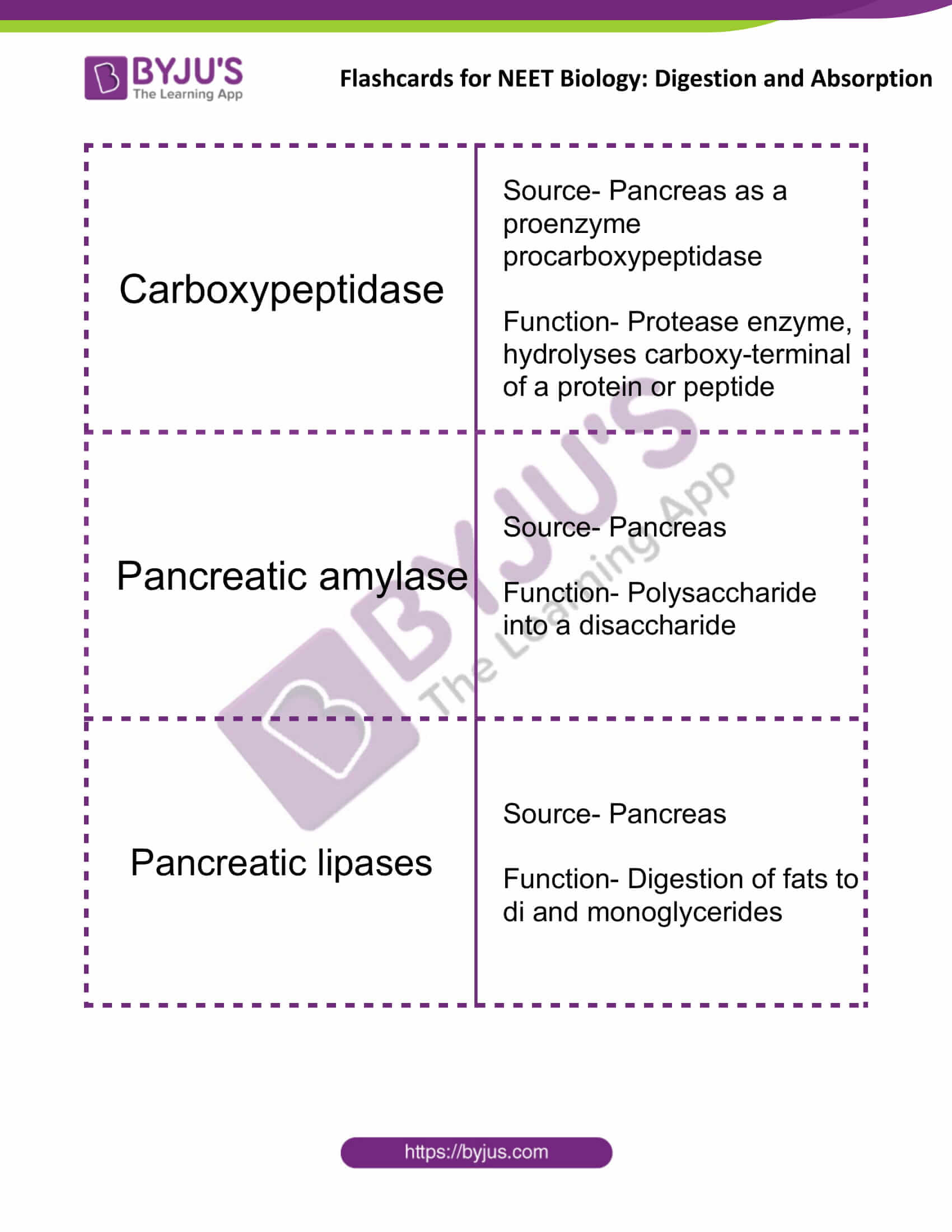 flashcards for neet biology digestion and absorption 11