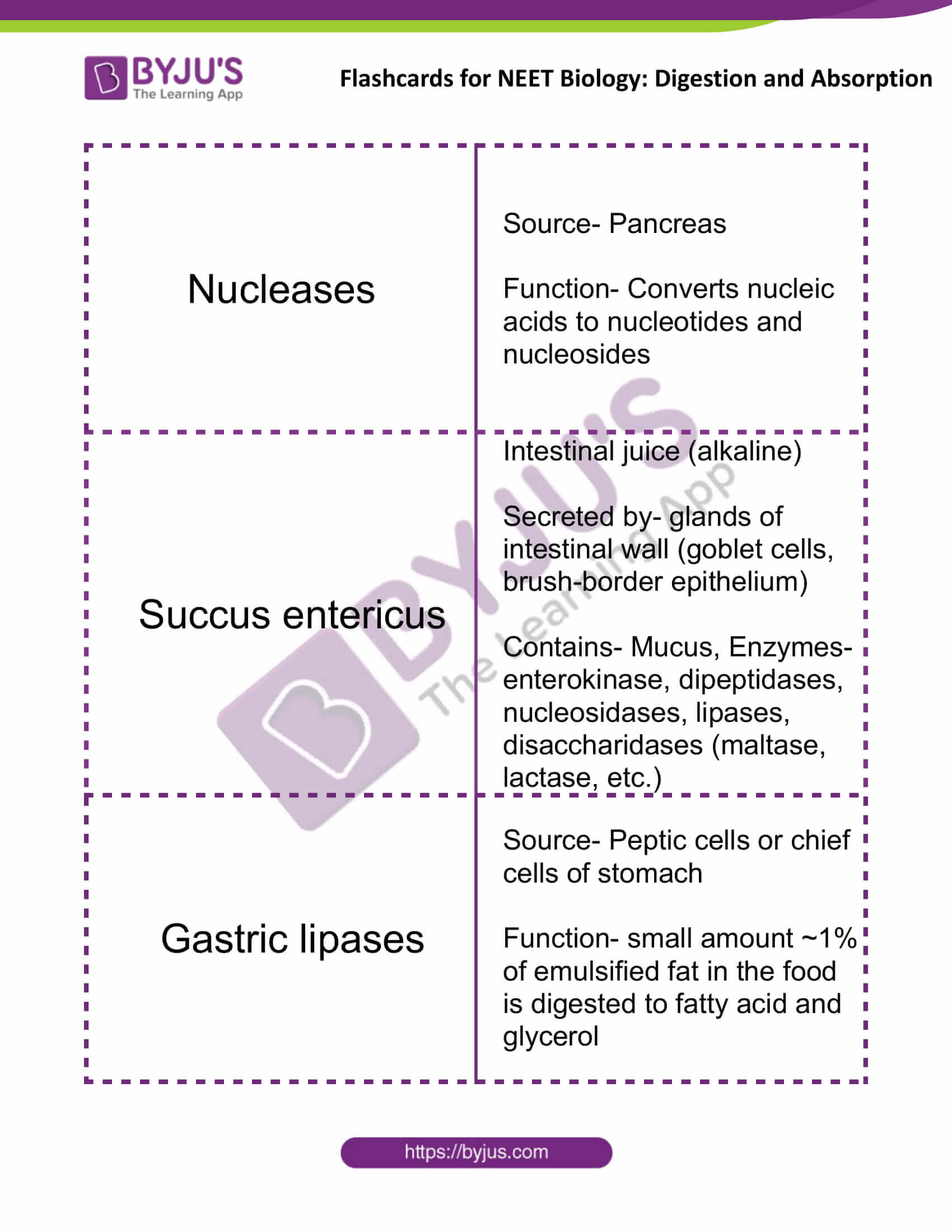 flashcards for neet biology digestion and absorption 12