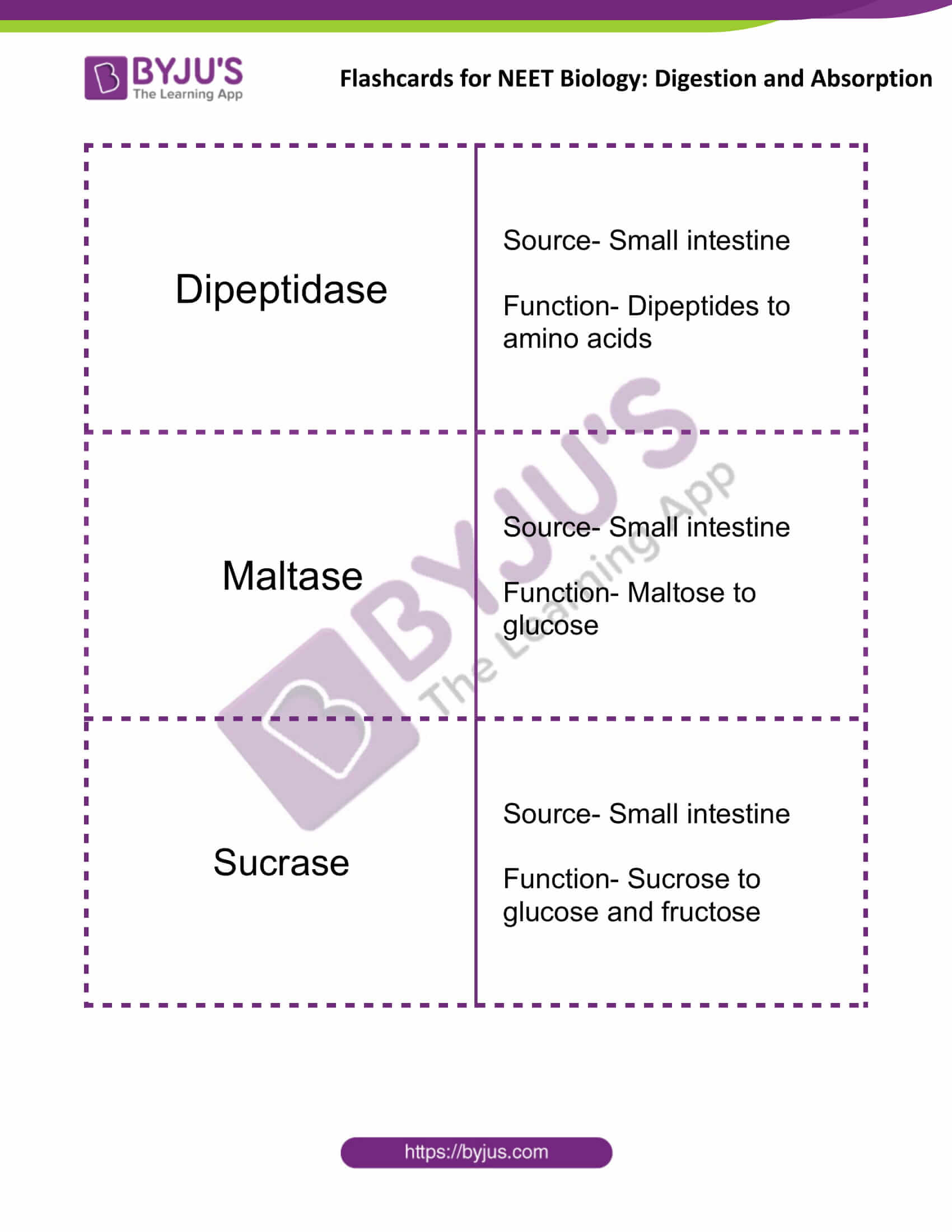 flashcards for neet biology digestion and absorption 13