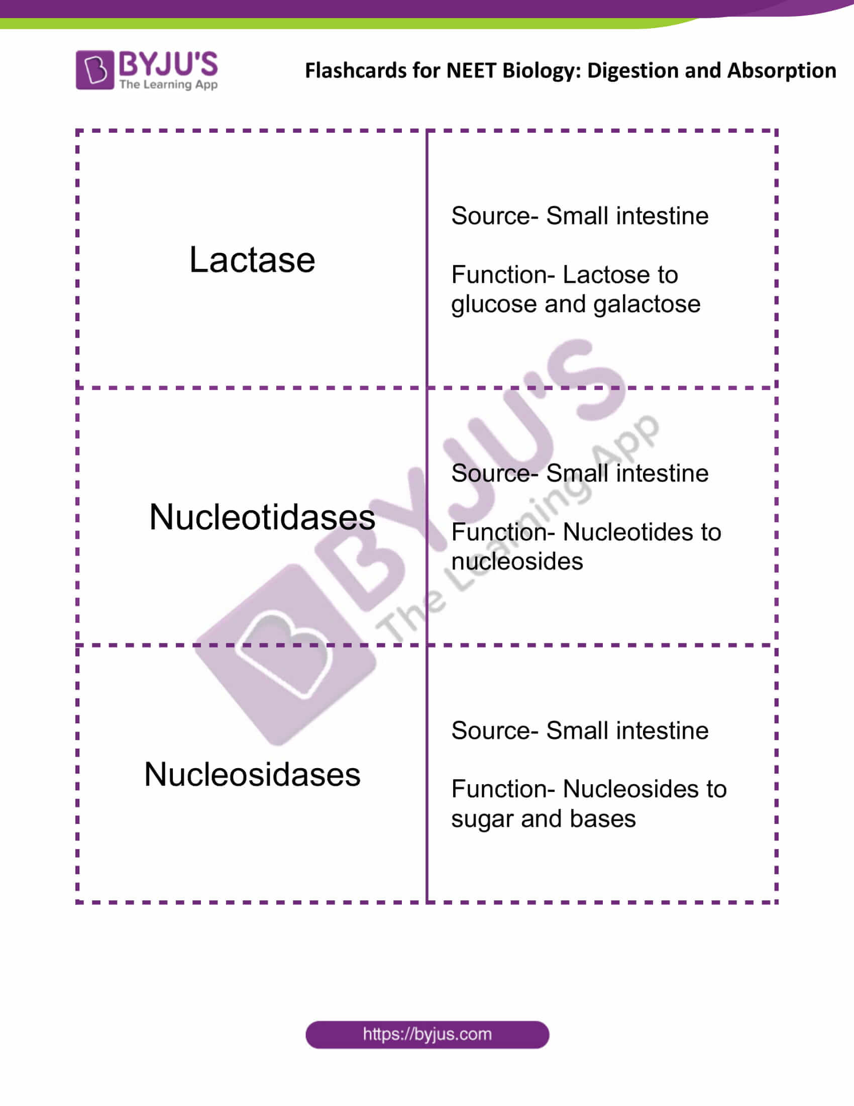 flashcards for neet biology digestion and absorption 14