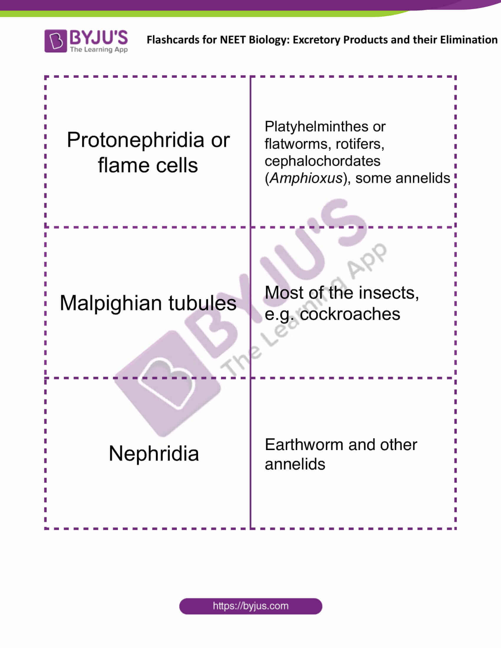 flashcards for neet biology excretory products and their elimination 2